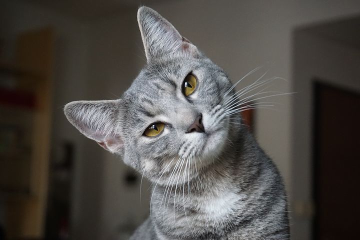 Comment aider son chat à utiliser sa litière ?