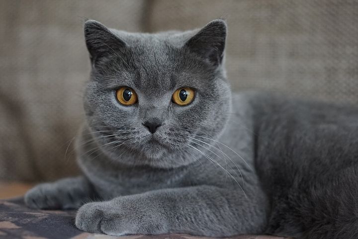 Pourquoi investir dans un arbre à chat ?
