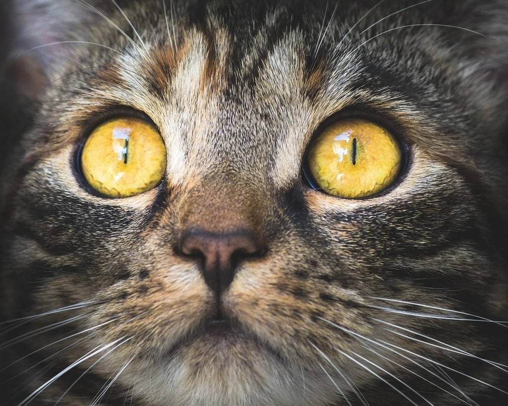En savoir plus sur l'impact des chats sur le bien-être