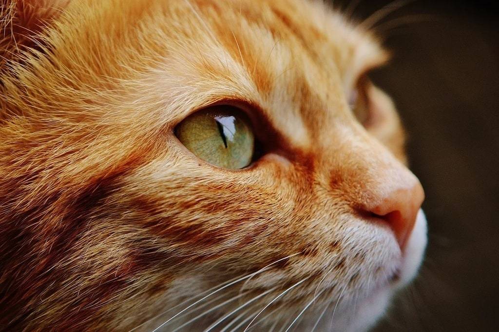Solution efficace pour aider les chats à gérer les boules de poils