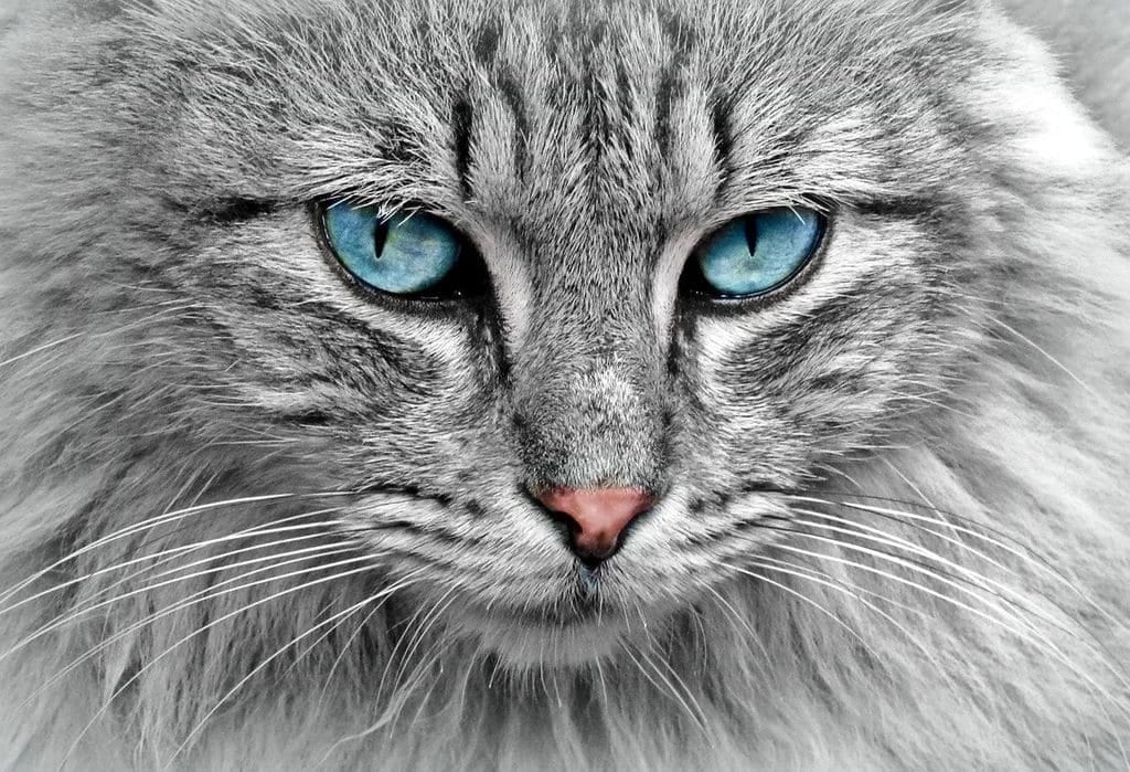 Comment choisir son arbre à chat&nbsp;?