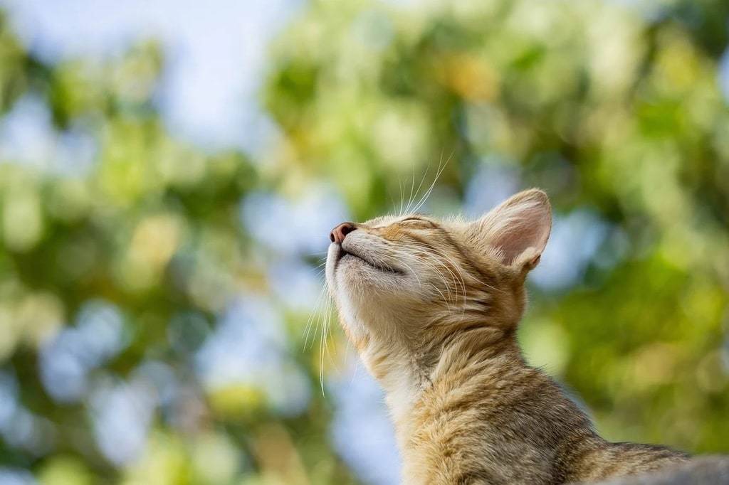 Pourquoi contacter un vétérinaire de garde à Toulouse pour mon chat ?