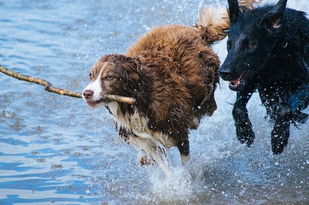 Une solution pour les animaux blessés à Saint-Etienne
