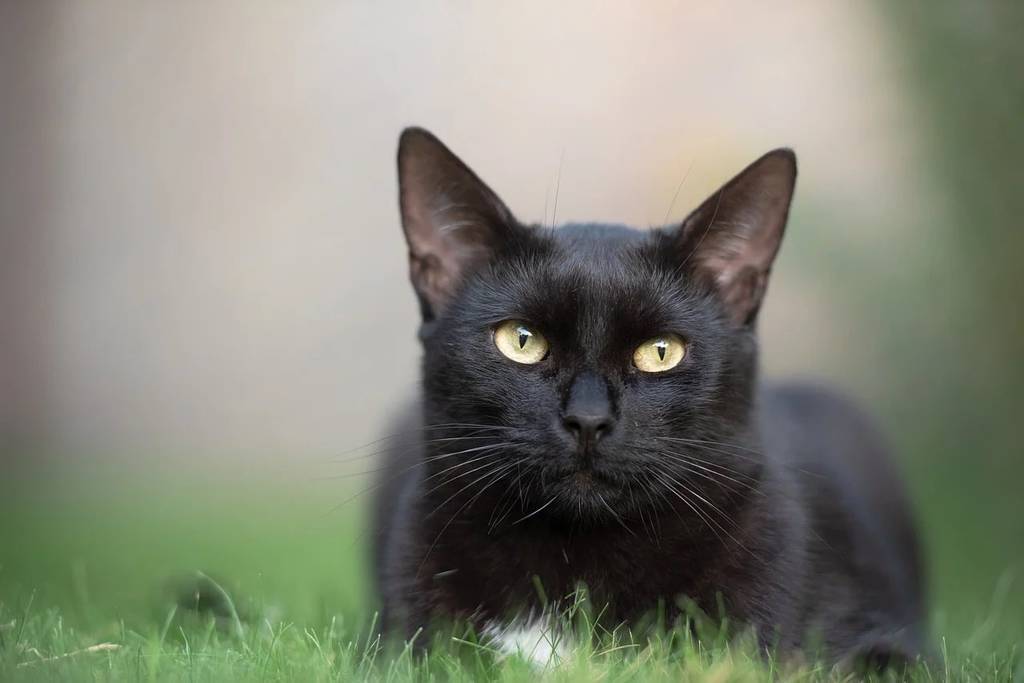 Comment choisir les meilleures croquettes pour votre chat ?