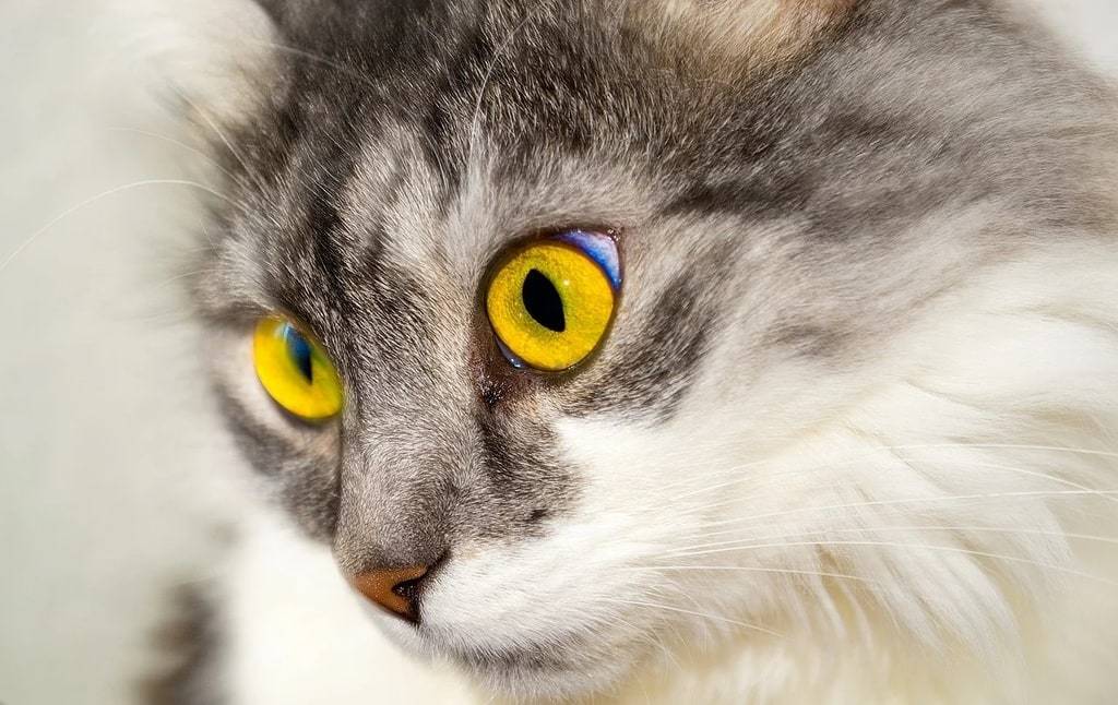 Rêver de son chat, déchiffrer les messages cachés des rêves