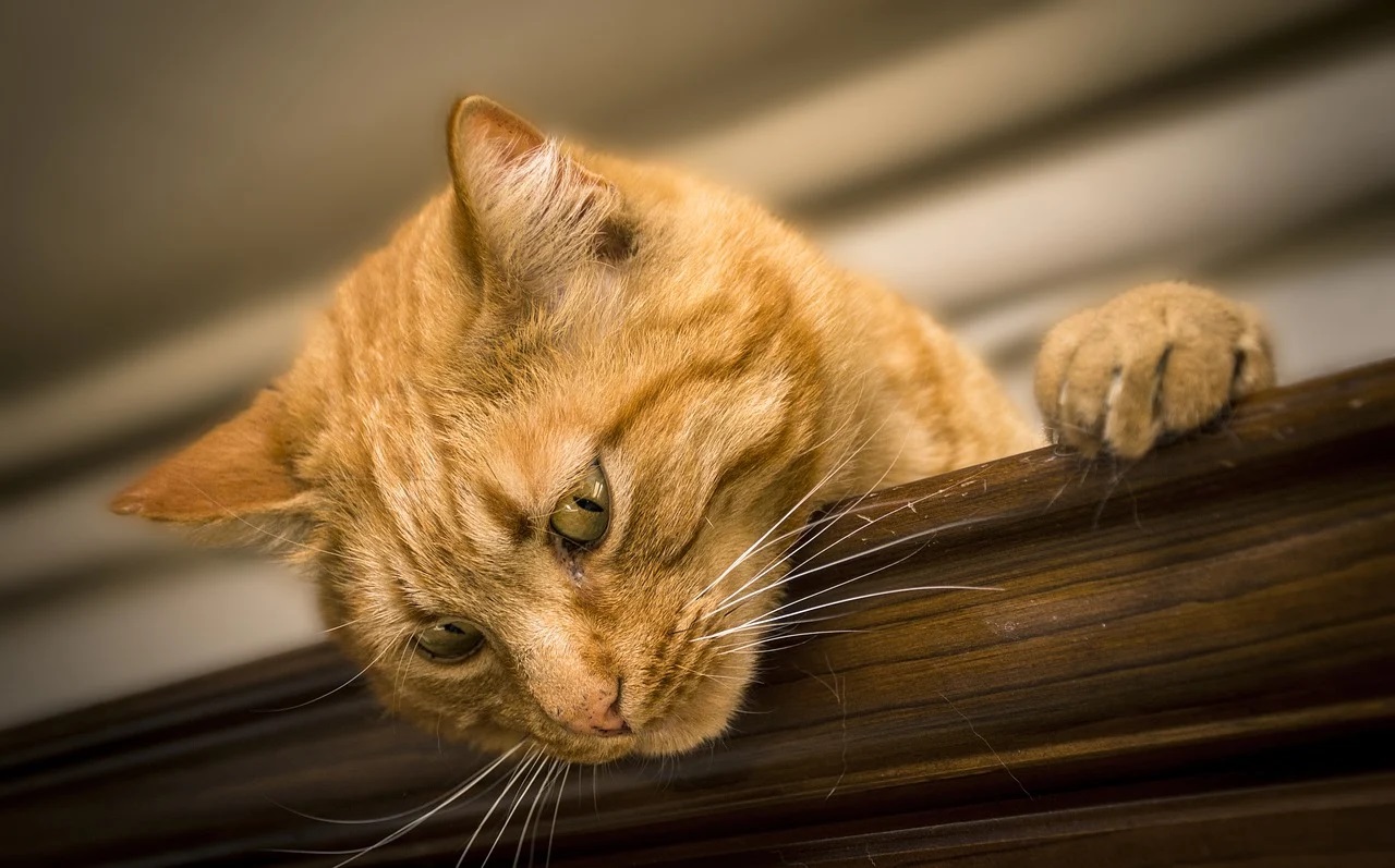 Les piliers fondamentaux pour préserver la santé du chat